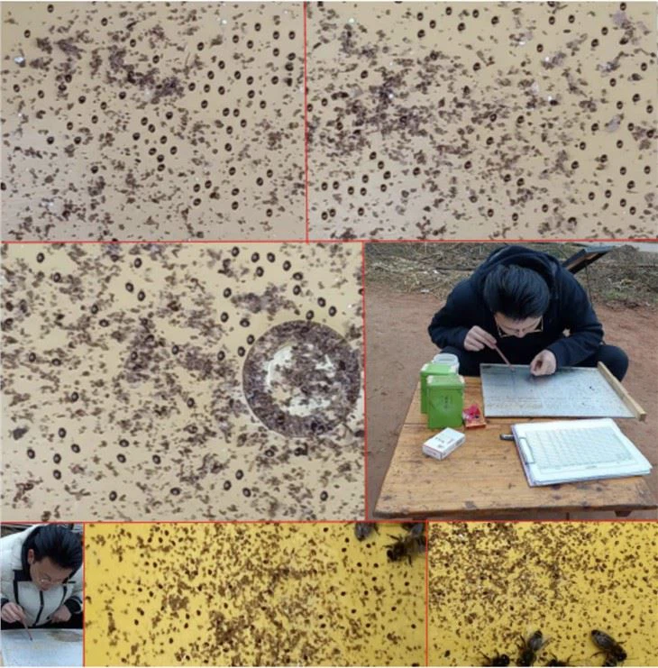 Varroa Treatment Sulfur Powder for Varroa Jacobsoni